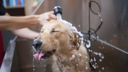 [Washes] Dog wash